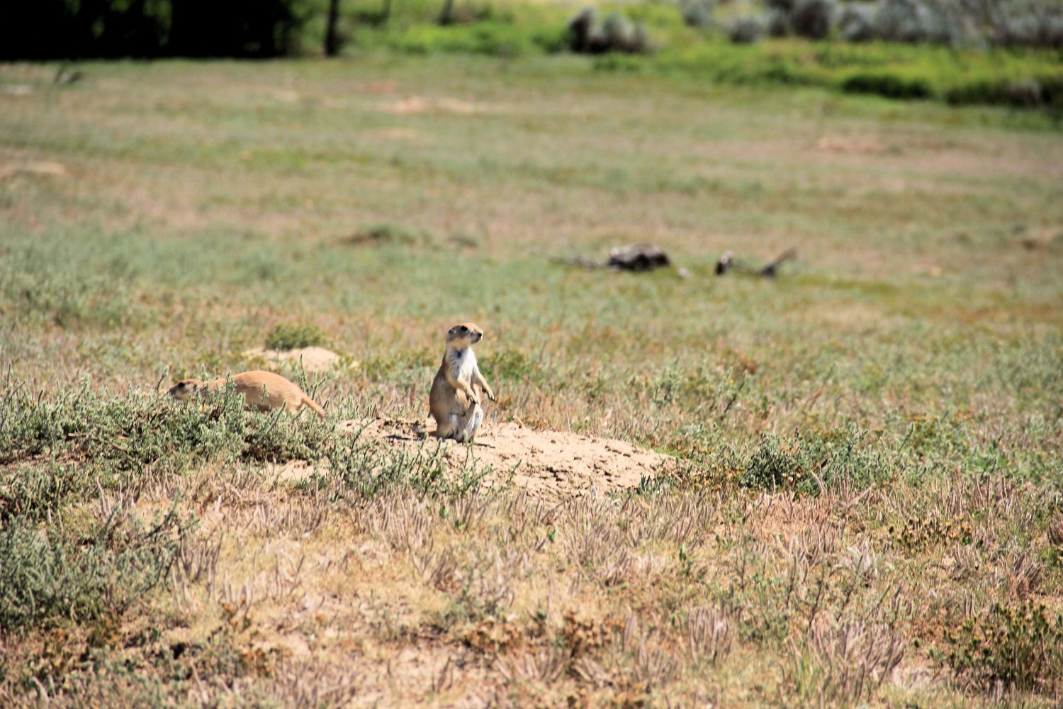 South Unit Scenic Highway and Hikes 